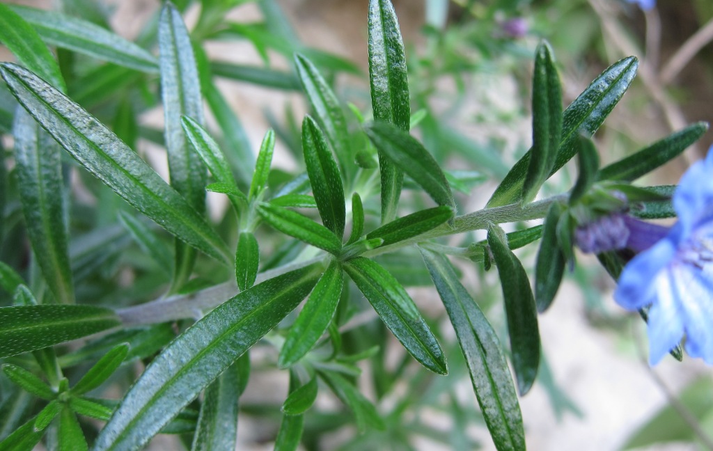 Lithodora rosmarinifolia / Erba-perla mediterranea